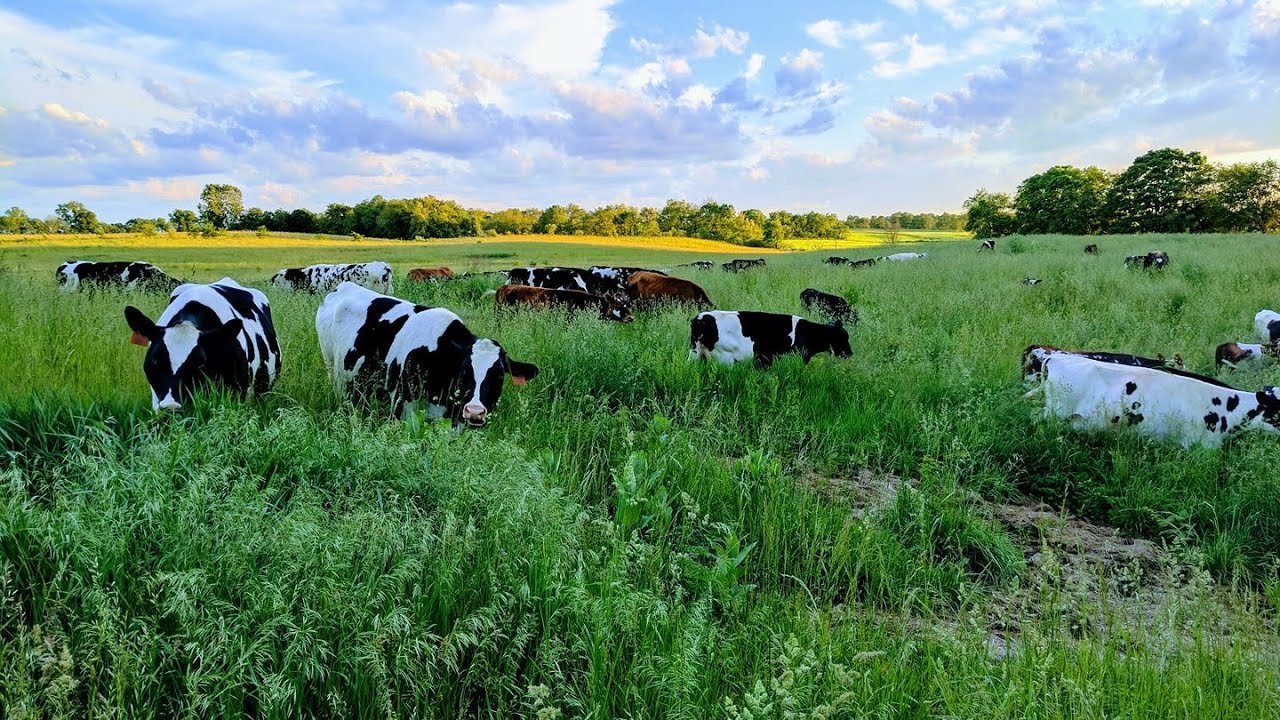 Feeding Grass to Cows in the Winter YouTube