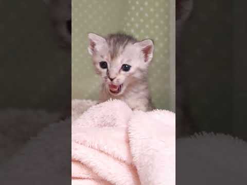 眠かったら寝ていいんだよ🐱【赤ちゃん猫 保護猫】 #kitten #好きな子猫 #gatto #cute #子ネコ #cat #meow #エウレカねこ部 #猫のいる暮らし