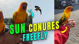 Sun Conures Freefly in Crowded Area Then Come Back to Owner