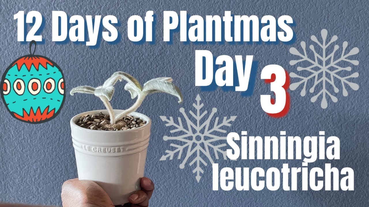 336: 12 Days Of Plantmas🎄‘22 | Spotlight Plant | Caudex Succulent, Sinningia leucotricha +Care Tips