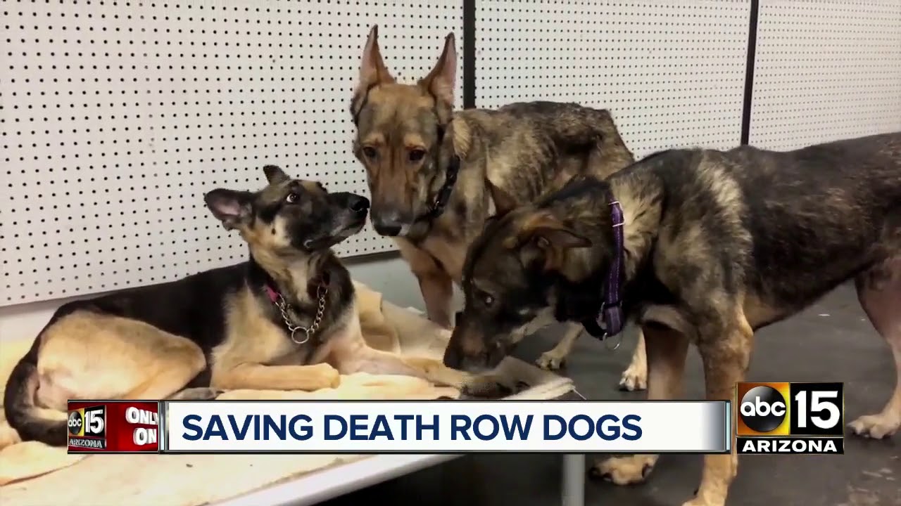 dogs on death row near me