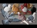 TERNAK BURUNG MERPATI | Grebek Kandang Burung Merpati Hewan Peliharaan