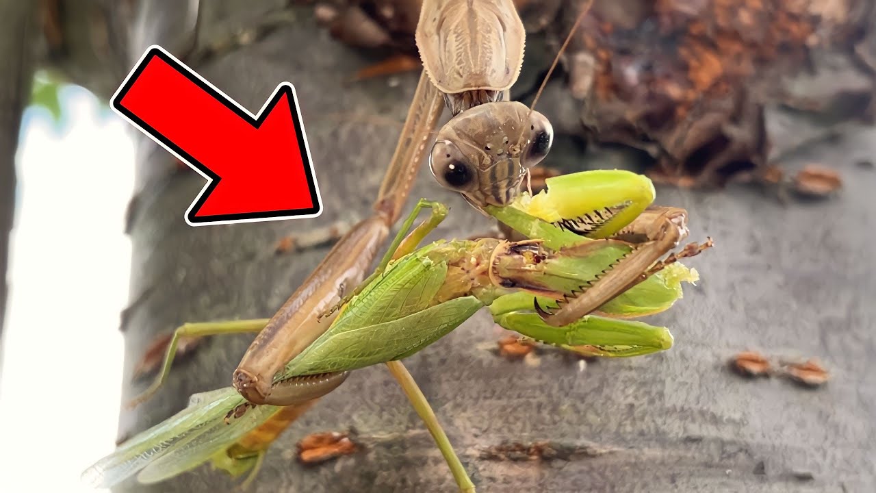 【カマキリ採集】カマキリの共食いが怖すぎる - YouTube