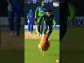 Wait… Chicken on Cricket Pitch? 😱🐔
