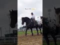 This song was made for him 😤 #bigguy #horsetok #harley