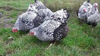 SILVER LACED WYANDOTTE LARGE FOWL FROM CHESHIRE POULTRY