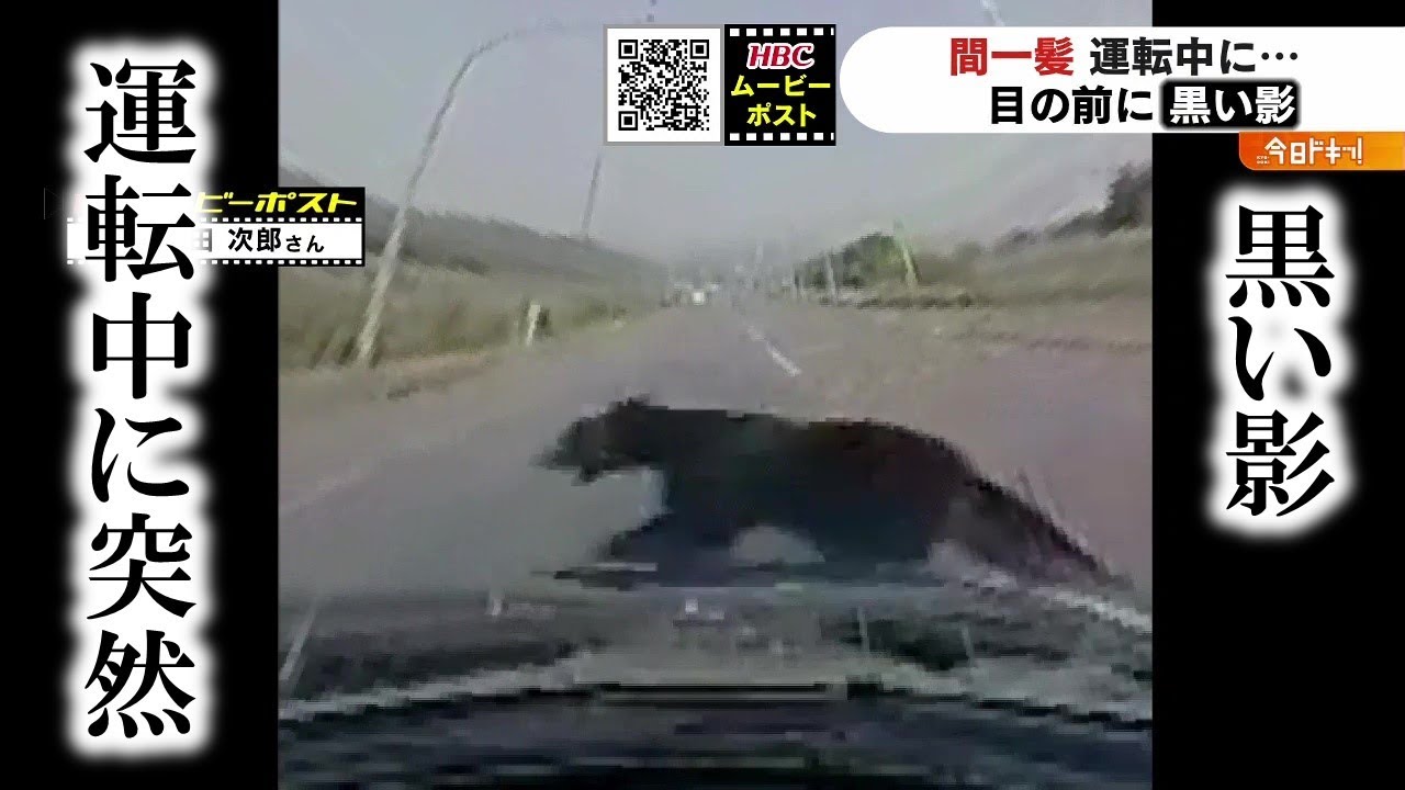 運転中に現れた黒い影…その正体は“クマ” カメラが捉えた間一髪の瞬間