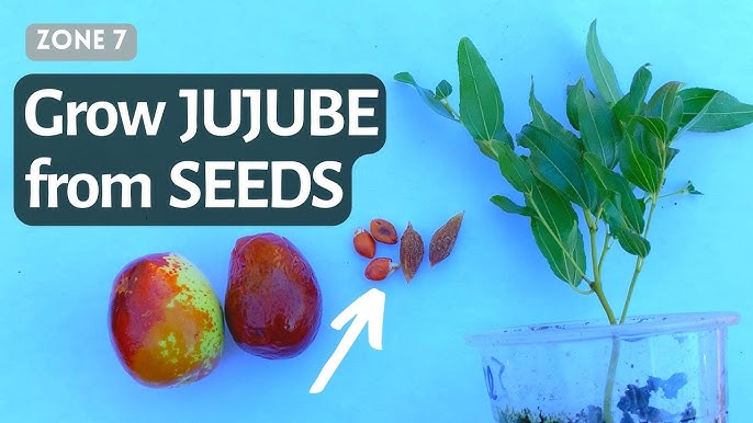 How to Germinate Jujube Seeds: Easy Steps for Fast Growth