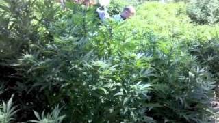 BBF Greenery