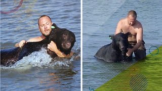 Brave Man Saving Drowning 400 lb Black Bear Is Possibly One Of The Greatest Rescue Stories Ever
