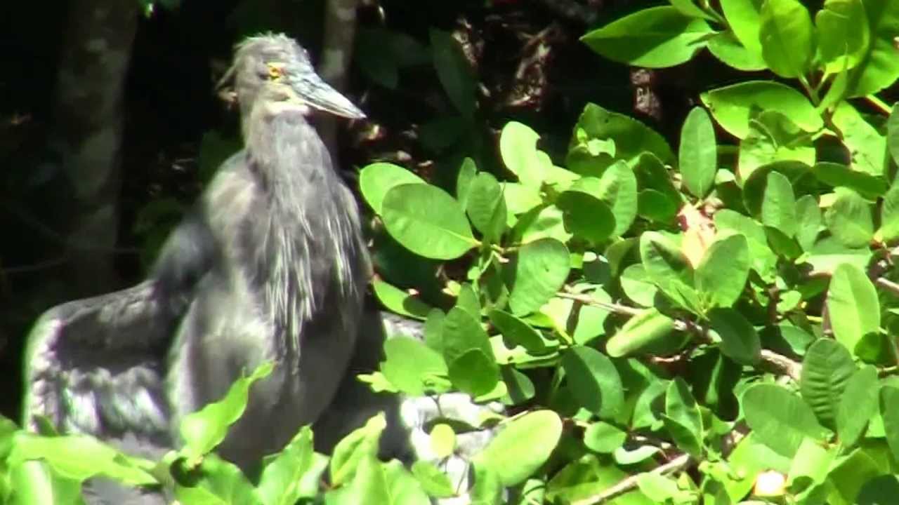 Great Billed Heron