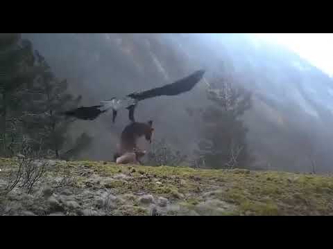 شاهد قوة النسر الملكي المفترس