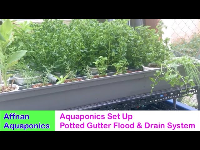 Flood And Drain Aquaponics Bioenergy Research Group