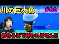 【あつまれどうぶつの森】川の巨大魚ピラルク釣れるまで終われません！！#69