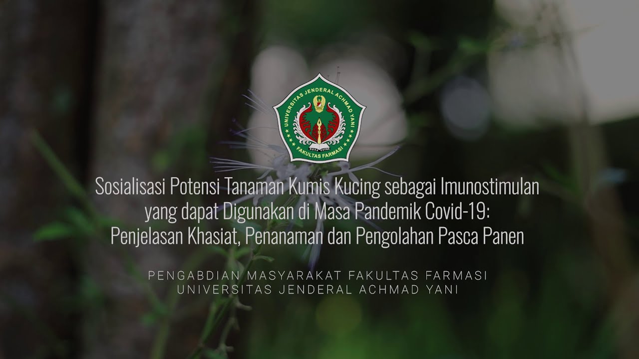 Potensi Tanaman Kumis Kucing sebagai Imunostimulan : Khasiat, Penanaman