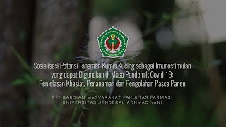 IPB Pedia: Manfaat Tanaman Kumis Kucing