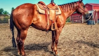 Bomb Proof, Finished Team Roping Head Heel Horse- Idaho