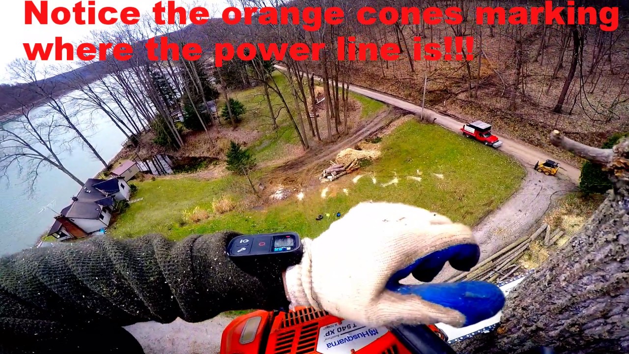 Tree Removal (Dismantle of a Giant Tulip Poplar)