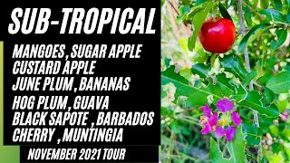 Food Forest Tour Mangoes Sugar Apple Custard Apple June Plum Hog Plum Guava Black Sapote Fall 2021