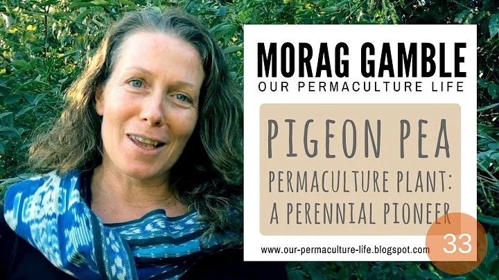 Pigeon Pea - a perennial permaculture pioneer plan...