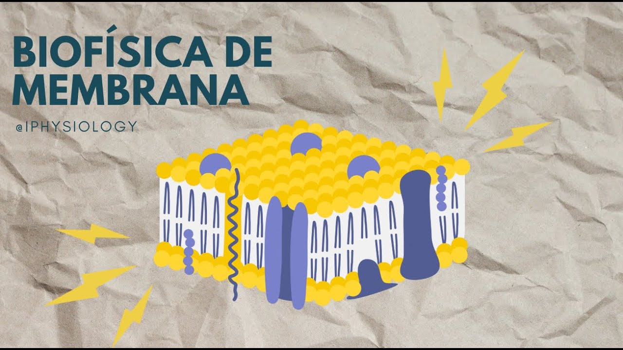 Clase 2 - biofísica de membrana