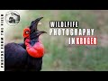 WILDLIFE PHOTOGRAPHY VLOGS - KRUGER NATIONAL PARK