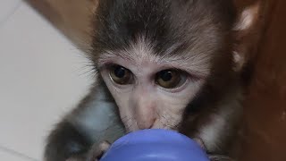 #monkeybaby #eating #foryou #viral #trendingshorts