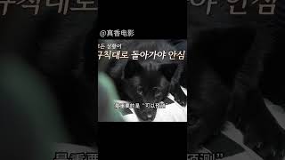 散漫主人養到秩序感小狗，家庭紀律堪比軍訓，訓犬師卻説感同身受#shorts