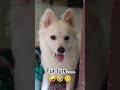 Funny 🤣 #bome #funny #comedy #entertainment #nrkcomedyvines #dog #pets#youtubeshorts#yt#cute#cutedog