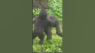 433#ゴリラ | D'jeeco Family 🦍 #shorts 【#金剛猩猩】