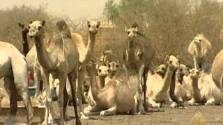 جدل سوداني حول تصدير المواشي