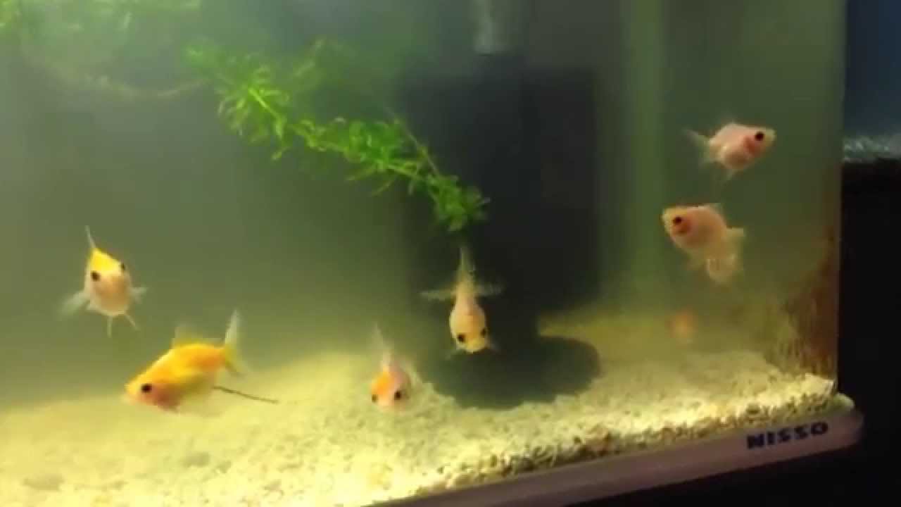 桜東錦no 2稚魚 孵化後50日 Youtube