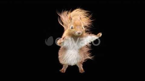 Squirrel Dancing HD | Motion Graphics - Envato elements