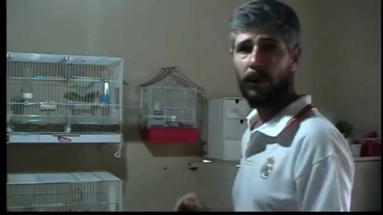 la cria de canarios ( como eliminar acaros internos ) - YouTube