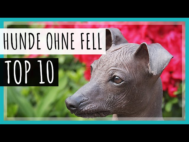 Perfekter Hund ohne Fell: Ratgeber und Tipps 3 sddefault