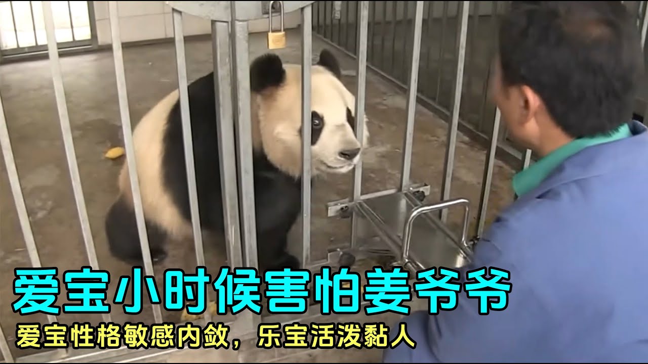 爱宝小时候一开始很抗拒姜爷爷，爱宝胆小内敛，乐宝活泼适应能力好#panda #fubao #러바오