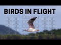 How to photograph birds in flight. Bird photography tips and camera settings.