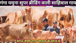 Most Beautiful ❤️ Most Popular 🎉 ब्रीडिंग वाली साहिवाल गाय गंगा यमुना ✅ Top 5 Sahiwal Cow For Sale