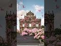 ちょっ旅マカオ マカオとサクラ #shorts
