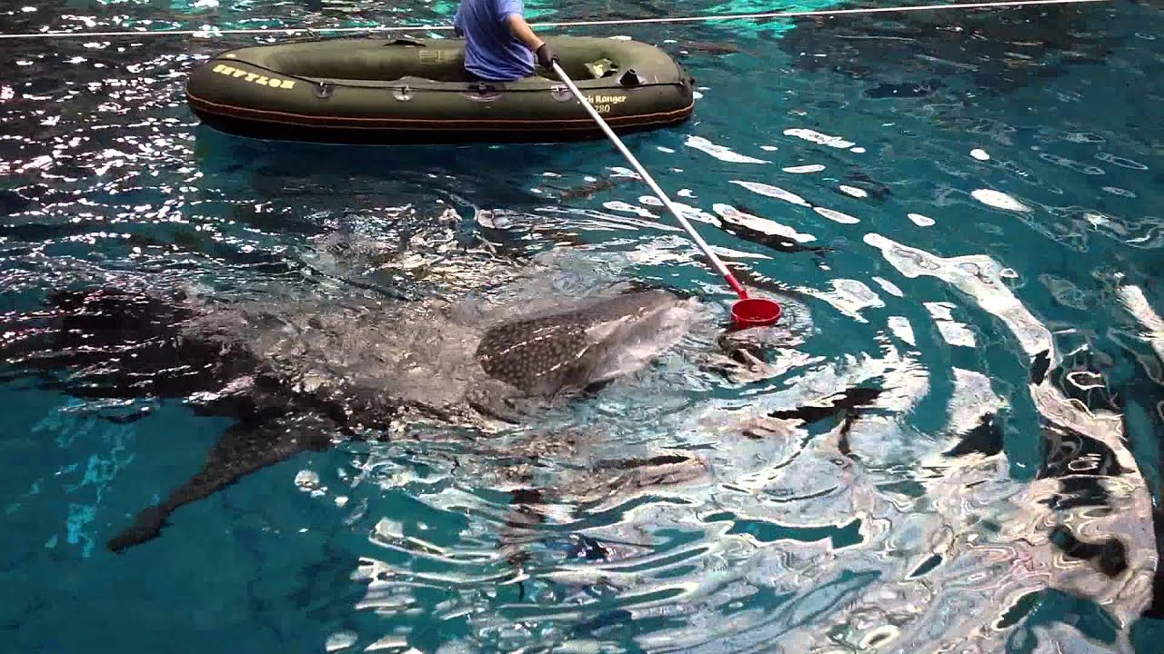 Aquarium Whale Shark Feeding 1 YouTube