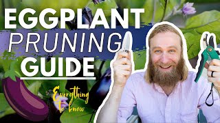 How to Prune Eggplants PROPERLY | Tips for Growing Eggplant