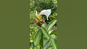 Mia dò với người bị tiểu đường, sốt cao, sỏi #phuongduoclieu #thuốcnam, #vienthuocnam