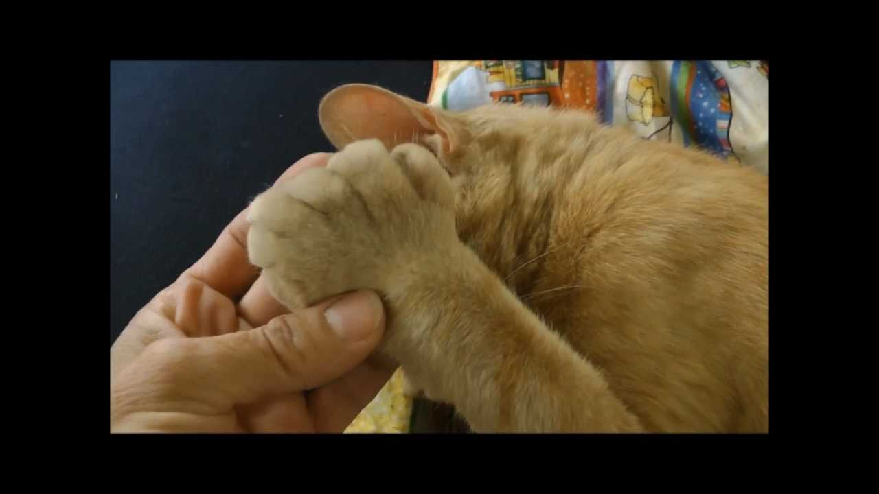 Polydactyl Cat with Extra Toes YouTube