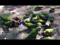 Colourful Rainbow Lorikeets at the Royal Botanical Gardens of Sydney