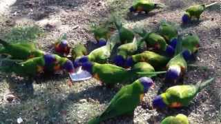 Colourful Rainbow Lorikeets at the Royal Botanical Gardens of Sydney