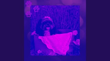 High Class Backdrops for Separation Anxiety