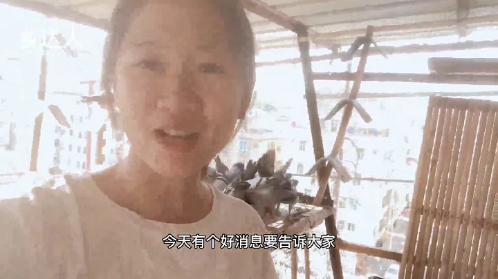 鸽棚来了一只天落精品鸽子，这应该是目前数一数二的好鸽子了 - 天天要闻