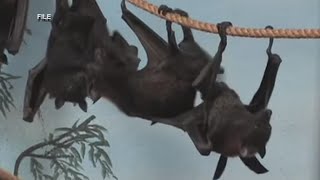 CSU gets $6.7M grant to build bat research facility in Fort Collins
