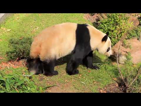 Los Pandas Xin Xin y Shuan Shuan