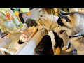 【誕生】人間の赤ちゃんを初めて見たハスキー兄弟の反応が予想外でした・・・【シベリアンハスキー】
